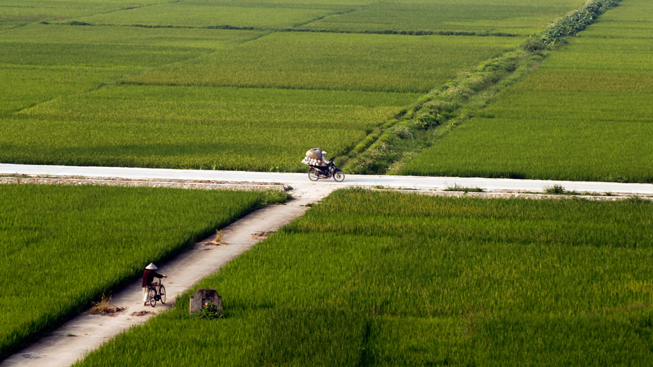 Rice paddy field